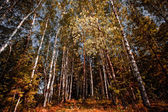 Őszi erdő