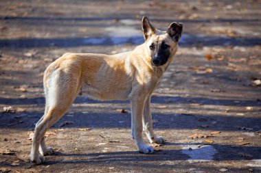 sonbahar köpek yavrusu