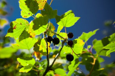 demet blackcurrants