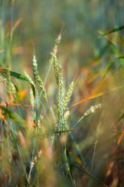 Wheat clipart