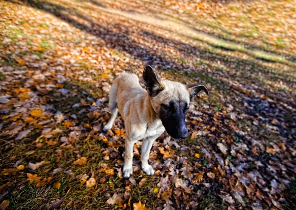 秋の子犬 — ストック写真