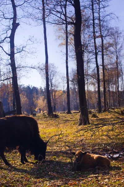 Европейские бизоны — стоковое фото