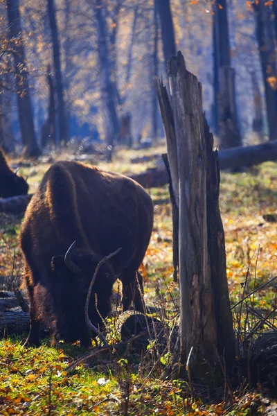 European Bisons — Stock Photo, Image