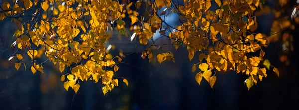 秋天落叶的桦树枝条 — 图库照片