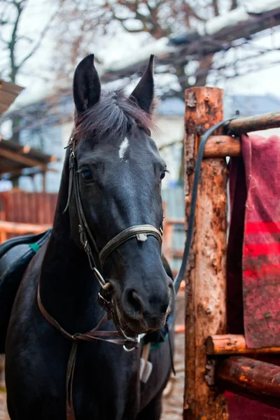 Чёрный конь — стоковое фото