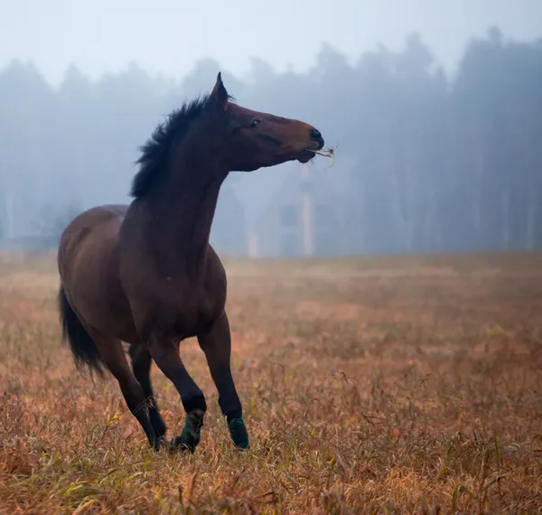 Galoppierendes Pferd — Stockfoto