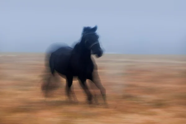 Galoppierendes Pferd — Stockfoto