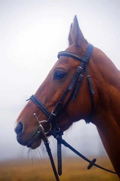 Portret brązowy koń — Zdjęcie stockowe