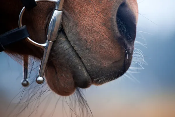 Brown horse's nose — Stock Photo, Image