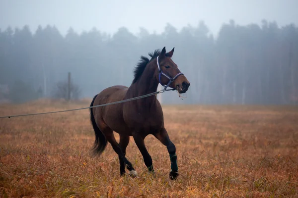 Galopujący koń — Zdjęcie stockowe