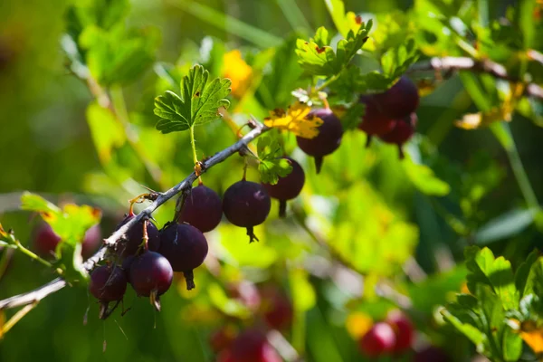 stock image Red gooseberries