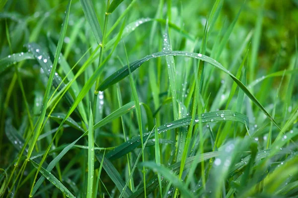 stock image Green grass