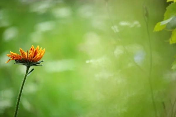 Turuncu papatya — Stok fotoğraf
