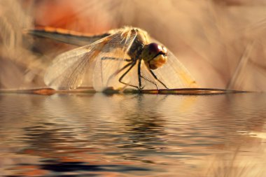 Dragonfly over river clipart