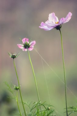 Garden cosmos clipart