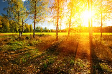 Panorama of forest in a sunny summer day clipart