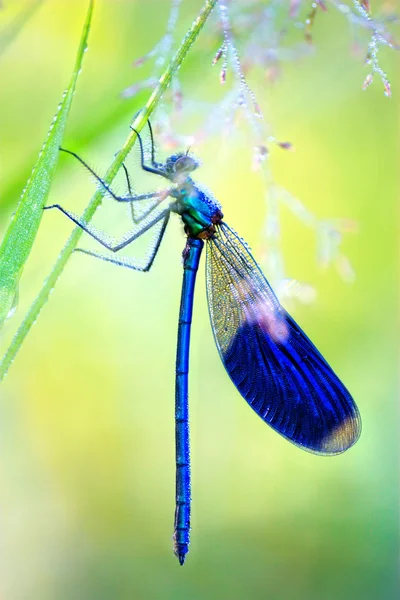Голубая стрекоза — стоковое фото