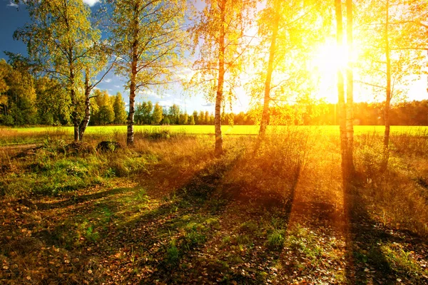 Panorama de bosque en un soleado día de verano — Foto de Stock