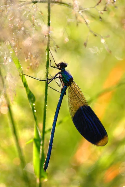 Modrá vážka — Stock fotografie