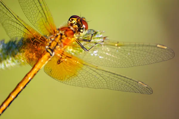 Orange dragonfly — Stockfoto
