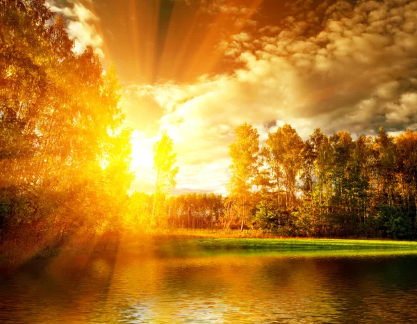 Güneşli bir yaz günü ormanda Panoraması — Stok fotoğraf