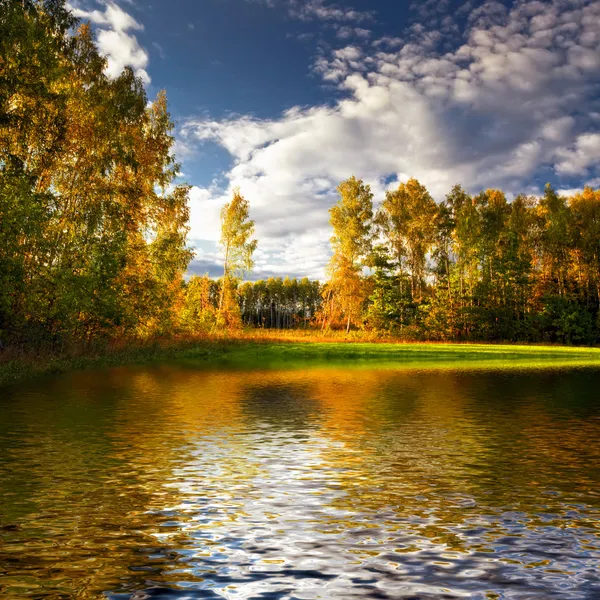 Panorama of forest in a sunny summer day — Stockfoto