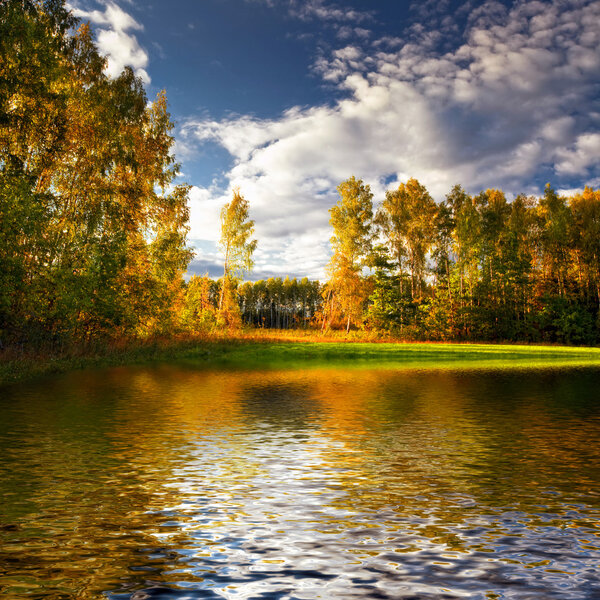 Panorama of forest in a sunny summer day