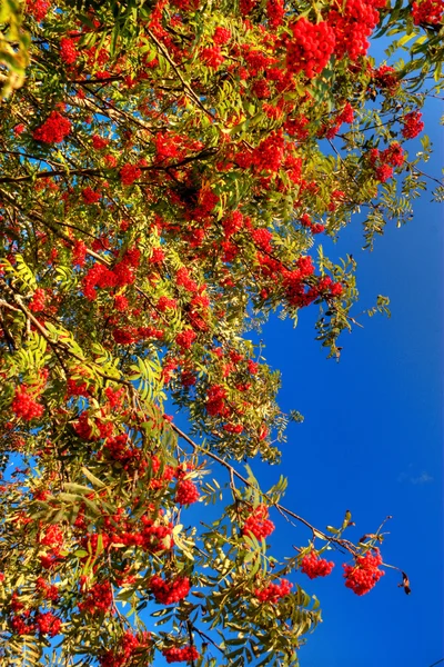 stock image The Sorbus