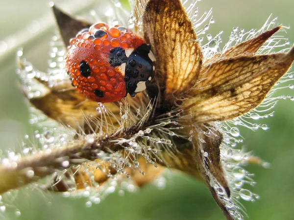 stock image Ladybug