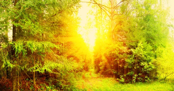 日当たりの良い夏の日の森のパノラマ — ストック写真