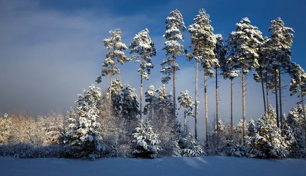 Satır karlı çam ağaçlarının — Stok fotoğraf