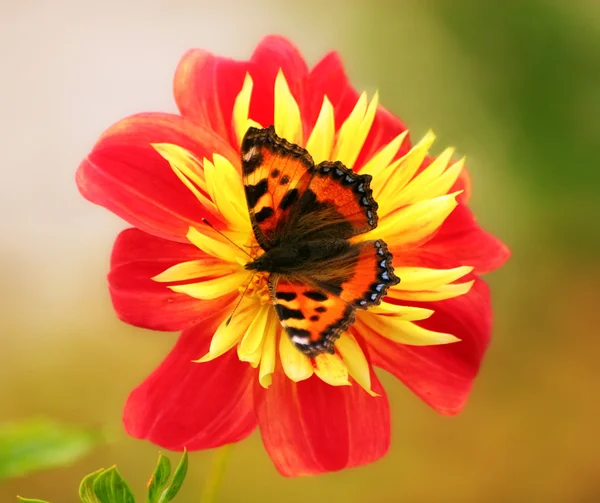 Motyl na czerwonym kwiatku — Zdjęcie stockowe