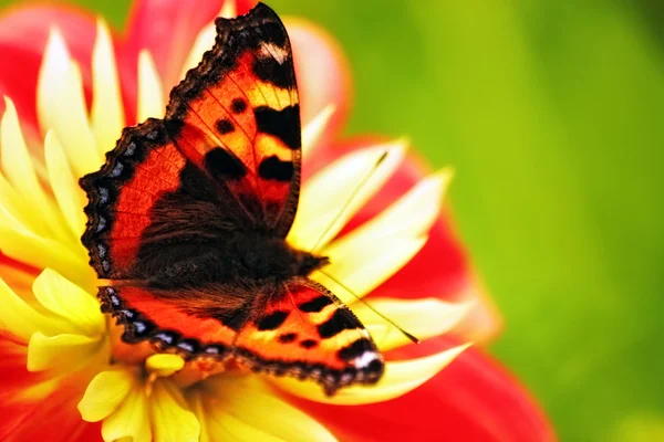 Schmetterling auf roter Blume — Stockfoto