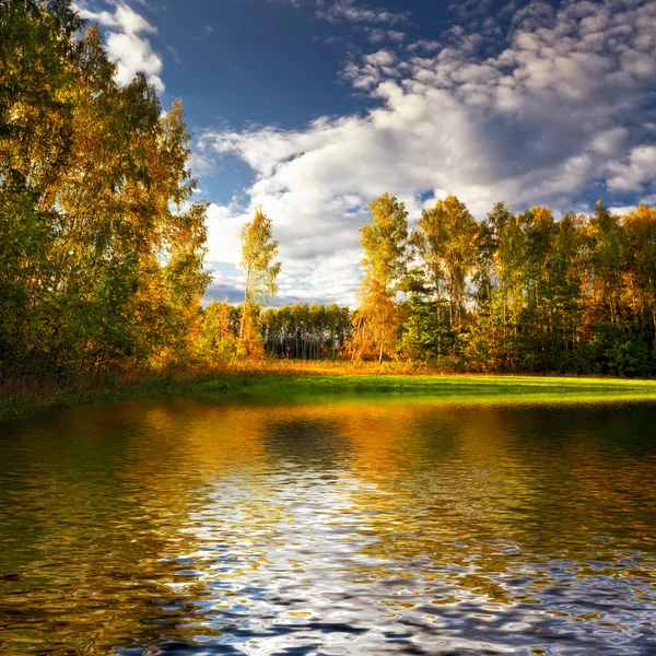 Панорама леса в солнечный летний день Стоковая Картинка