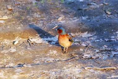 Small bird clipart