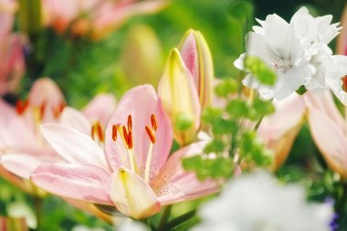 Pink lilies in a garden clipart