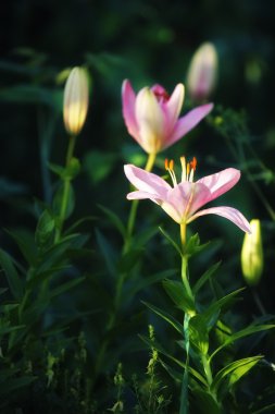 bir bahçe içinde pembe lilyum