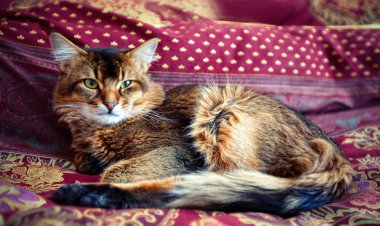 Young somali cat clipart