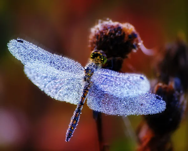 Dragonfly i vattendroppar — Stockfoto