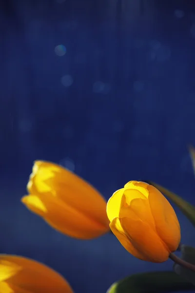 Жовтий tulip букет — стокове фото