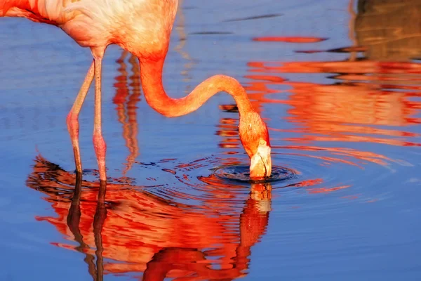 Rosa flamingo i solsken — Stockfoto
