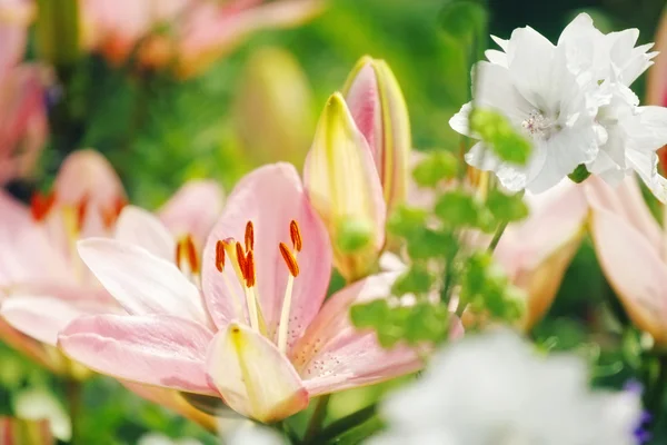 Gigli rosa in un giardino — Foto Stock