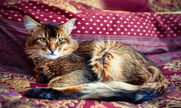 Unga somaliska katt — Stockfoto