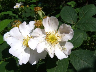 Flowers with a spider clipart