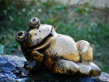 Toad has a rest together with a fly clipart