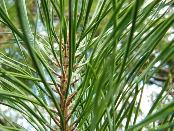 stock image Green and beautiful pine