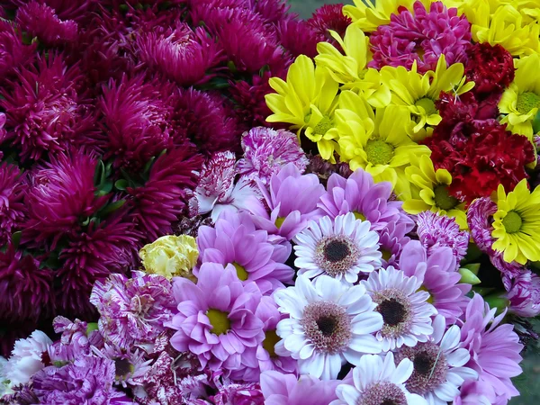 Multi-coloured summer colours — Stock Photo, Image