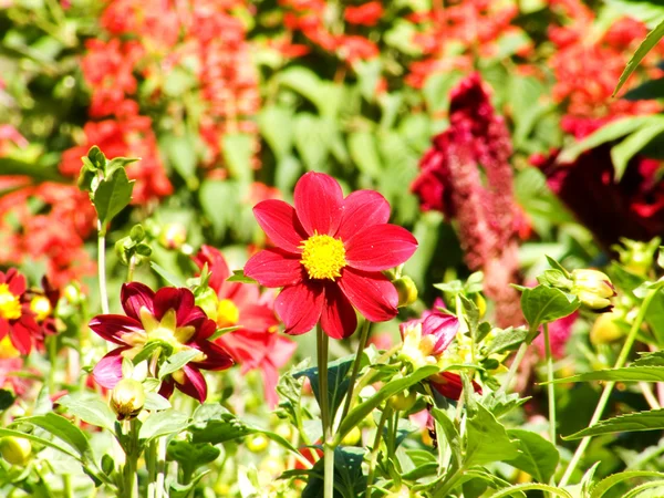 stock image Red floret on a thin trunk