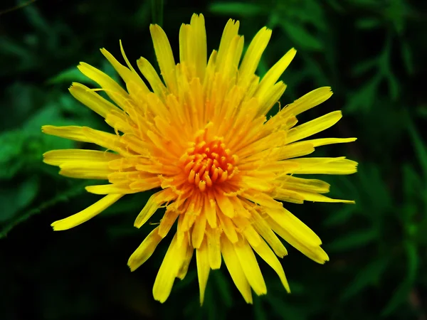 Small yellow field floret — Stock Photo, Image