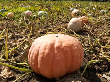 Summer crop of multi-coloured pumpkins clipart